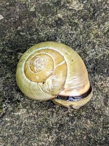 unbanded yellow form of Grove snail or Cepaea nemoralis