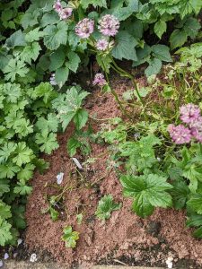 slug damage on Astranta major rubra