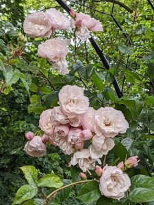 Pale pink climbing rose Generous gardener