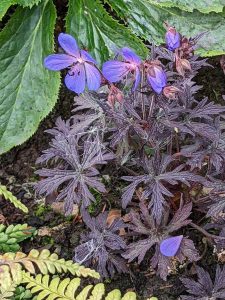 purple leaves and blue flowers of Geranium pratense Midnight Reiter