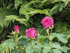 Pink rose Gertrude Jekyll