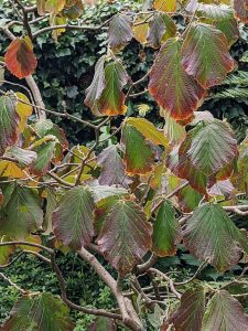 witch hazel foliage in July Hamamelis inter Diane