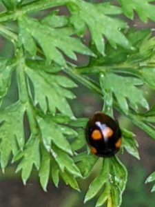 possibly a Harlquin ladybird