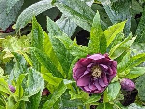 double purple hellebore flowering in July