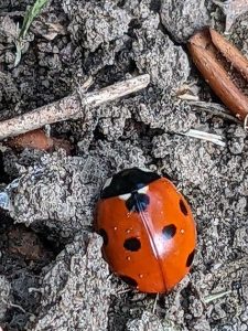 native ladybird