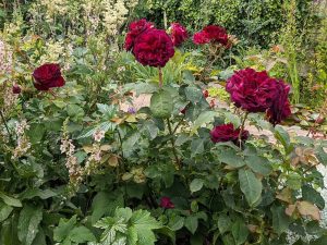 deep reddy pruple rose Munstead wood