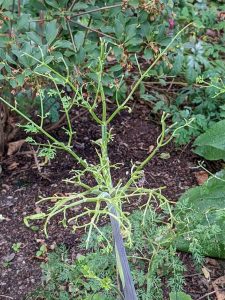 slug damaged foliage on Selinum wallichianum