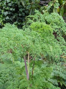 healthy foliage of Selinum wallichianum