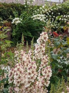 Verbascum raspberry ripple, pale pink flower spires with purple fluffy centres