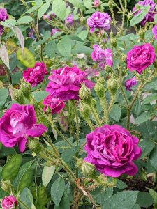 Purple moss rose William Lobb