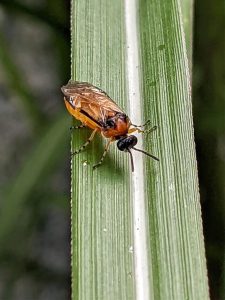 Athalia rosae turnip sawfly on miscanthus leaf