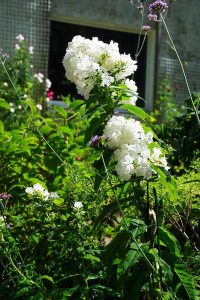 Phlox paniculata White admiral perhaps