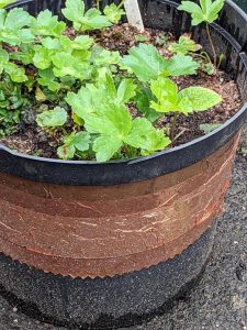 astrantia regrowth in pot with more copper tape around it to about 6 inches deep