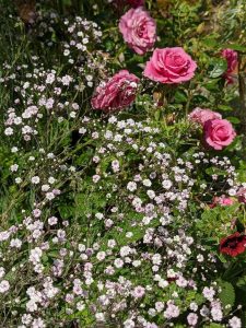 trailing babies breath and unknown rose in pots