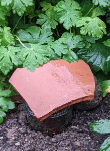 jam jar to trap slugs with the broken pot lid on