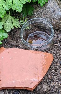 jam jar with some beer in it to trap slugs