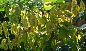 Honesty seed heads backlit