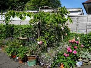 flowers in pots on the patio August 2022