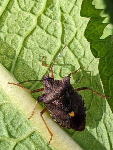 brown forest shield bug