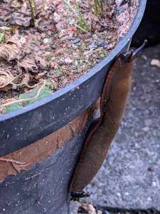large slug avoiding copper tape around a plant pot