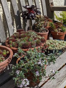 Succulents on the old bench