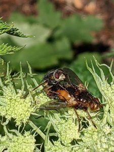 Tachina fera flies mating on selinum plant