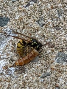 small wasp trying to get a hold of 1/2 dried mealworm