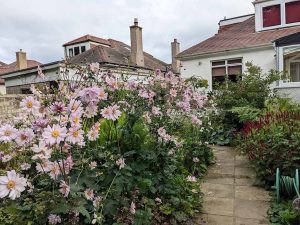 Japanese anemones going berserk