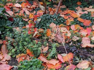 russet coloured fallen witch hazel leaves
