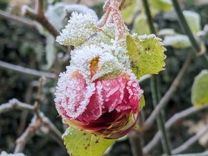 frosted rose image