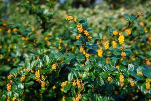 Berberis flowers about to open