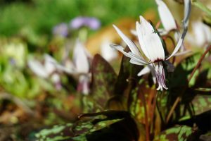 erythronium white flowes