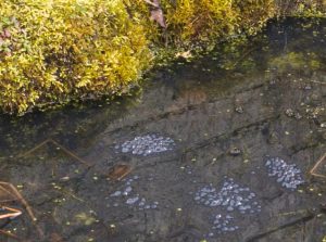 frog spawn in garden pond