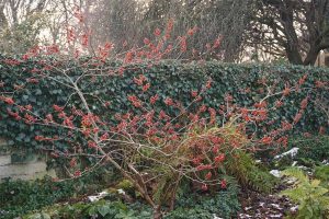 witch hazel shrub Diane