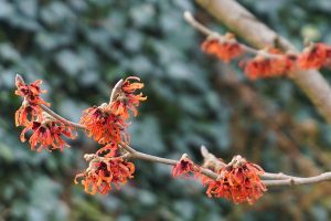 witch hazel Diane orangey red spidery flowers