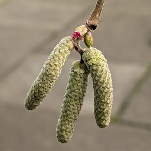 male yellow catkins and tiny red female flowers of hazel