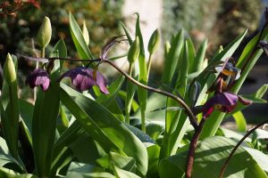 single dark purple hellebore flowers