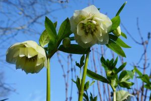 Hellebore white double flowers with purple spots