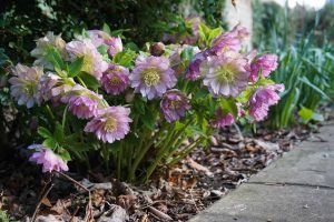 frilly pink double hellebore flowers