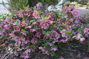 single purple flowers on hellebore