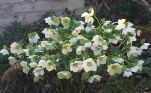 single white flowers of hellebore