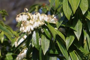 Pieris white flowers