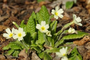 yellow primula flowers