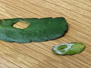 tortrix moth larva in silk threads on leaf