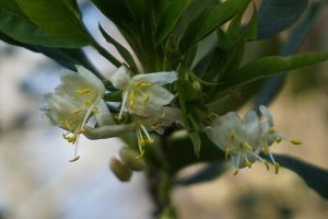 winter honeysuckle flowers