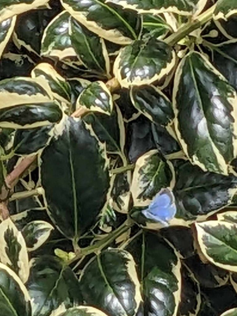 holy blue butterfly on holy bush