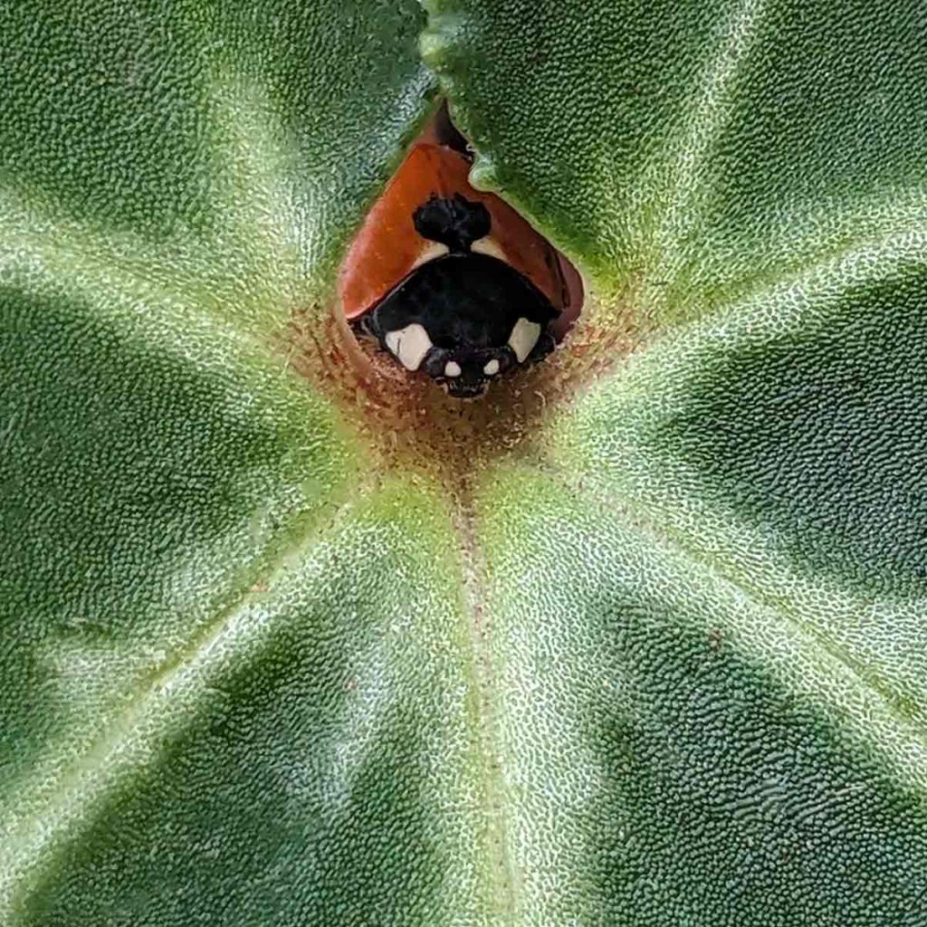 ladybird sitting in the notch of a cyclamen leaf