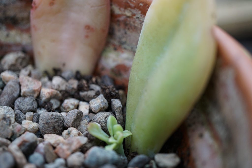 echeveria hybrid leaf cutting