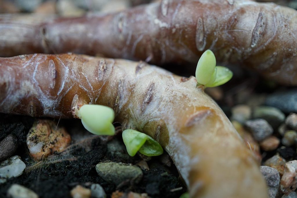 middle part of echeveria hybrid stump laid on its side to make cuttings from sprouts