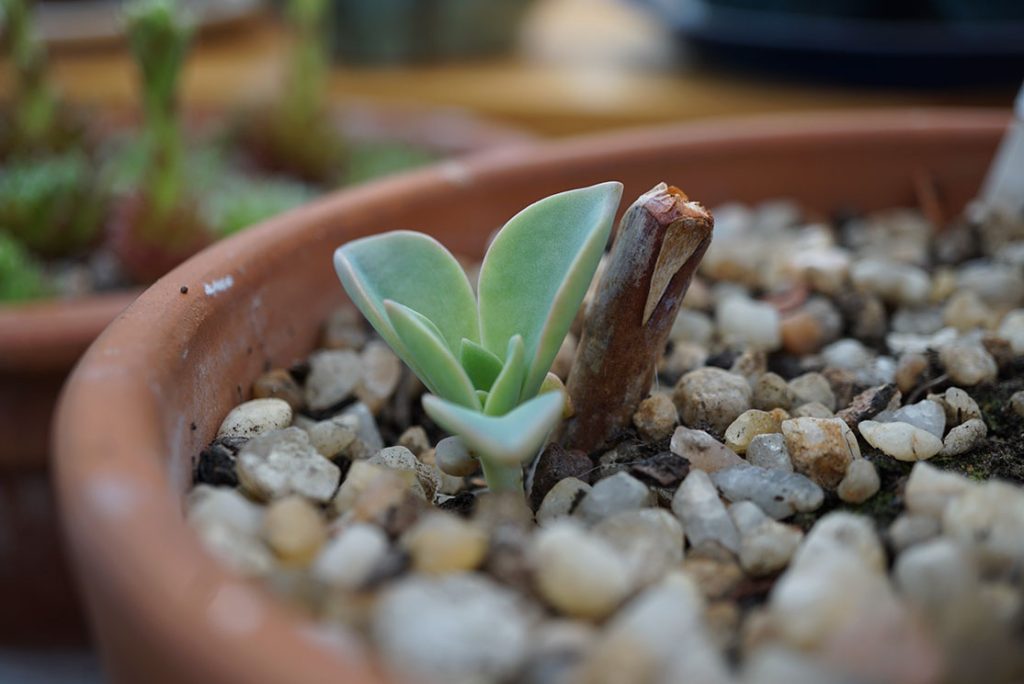 echeveria hybrid sprouting from old stump